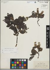 Foto von Salix glauca L. x Salix nigricans Sm.
